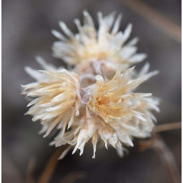 Antennaria microphylla
