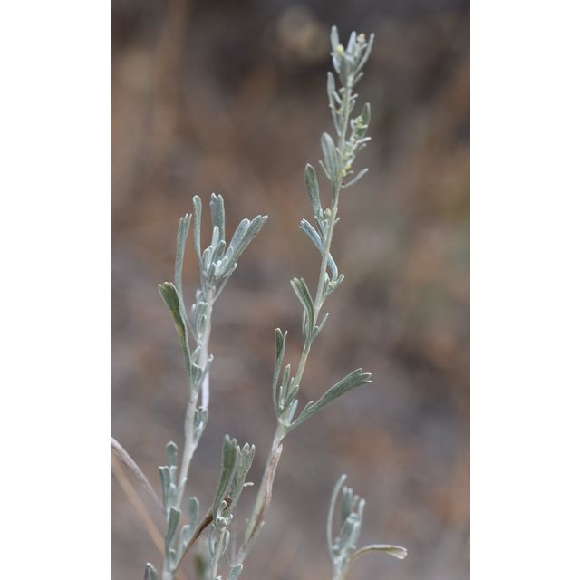 Artemisia tridentata