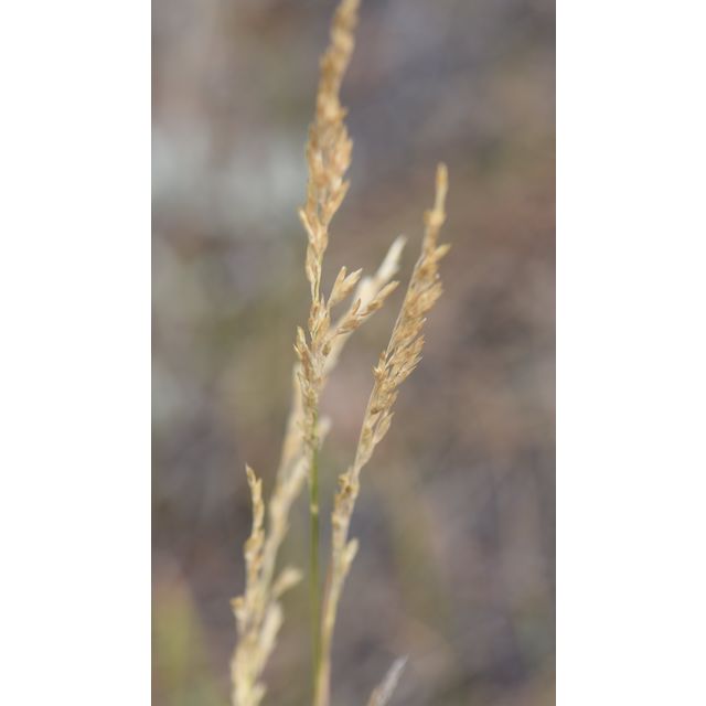 Muhlenbergia cuspidata