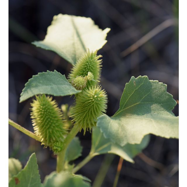 Xanthium strumarium