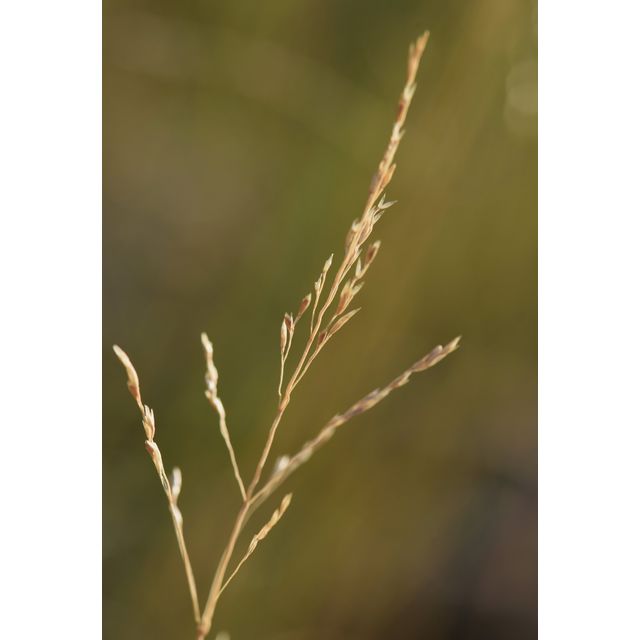 Agrostis scabra