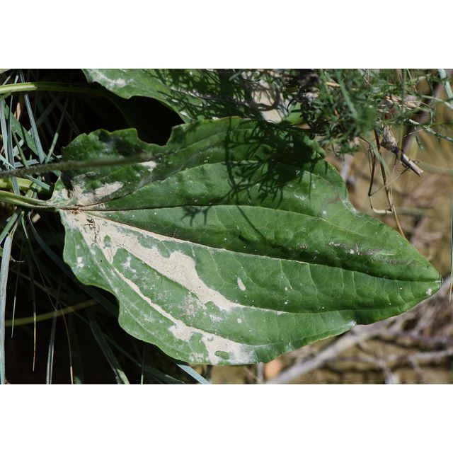 Plantago major