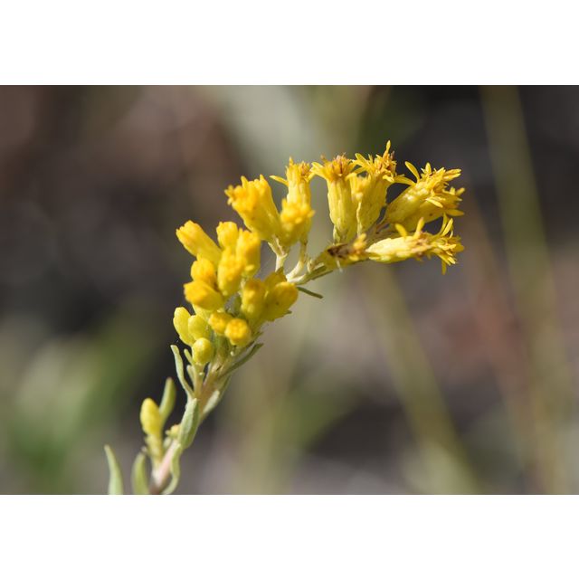 Solidago nemoralis