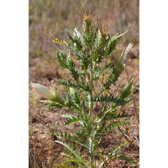 Mentzelia decapetala