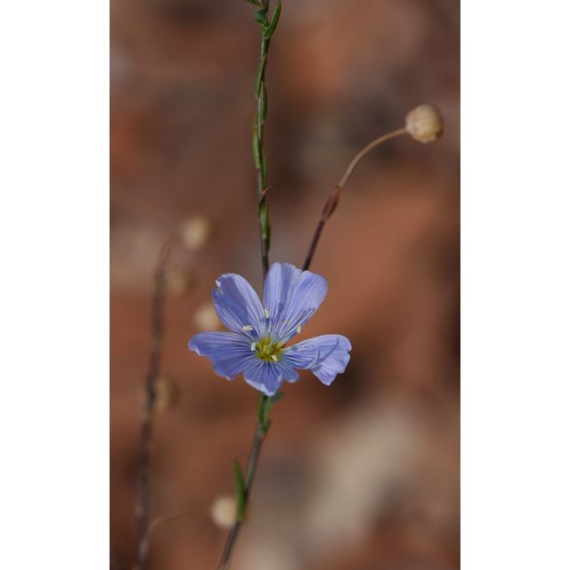 Linum lewisii