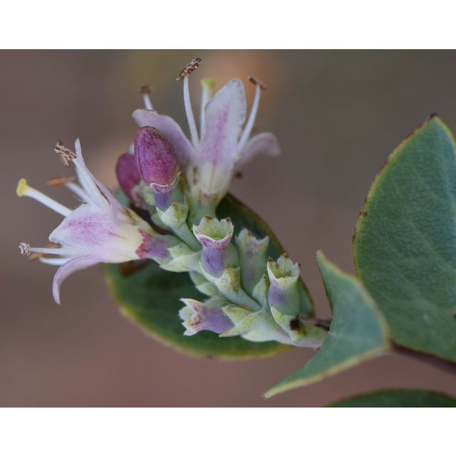 Symphoricarpos albus