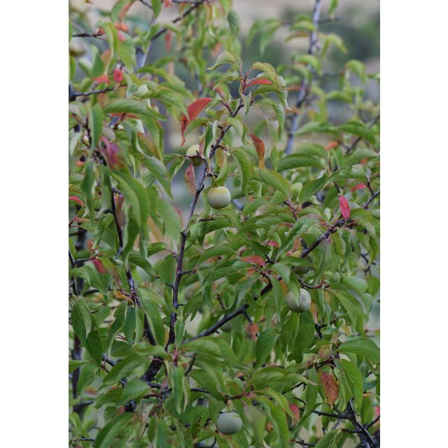 Prunus americana