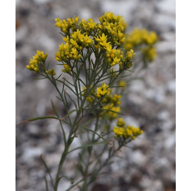 Gutierrezia sarothrae