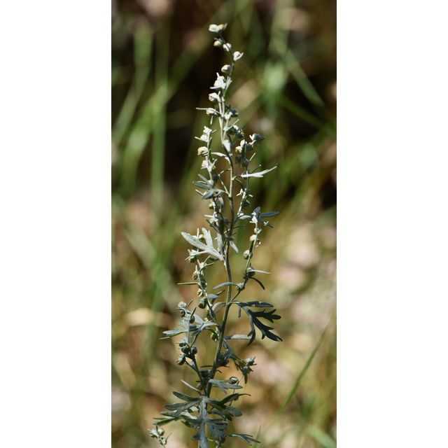 Artemisia absinthium