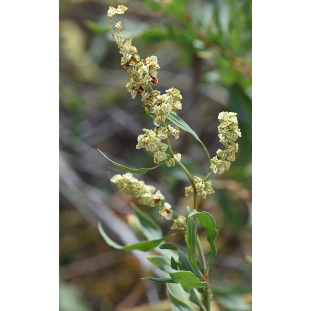 Rumex salicifolius