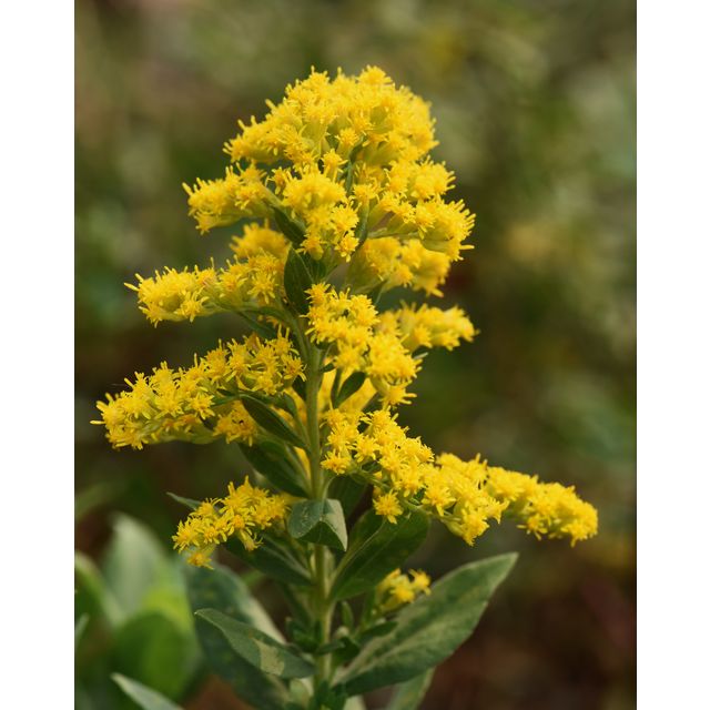 Solidago missouriensis