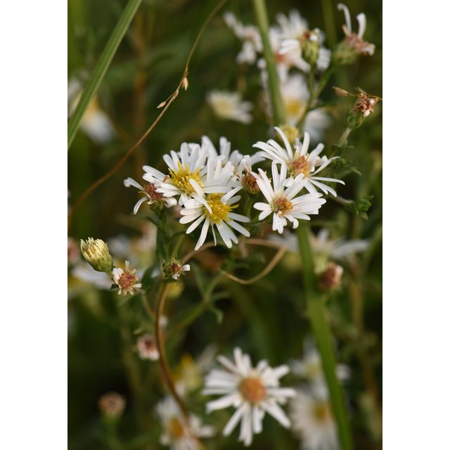 Symphyotrichum boreale