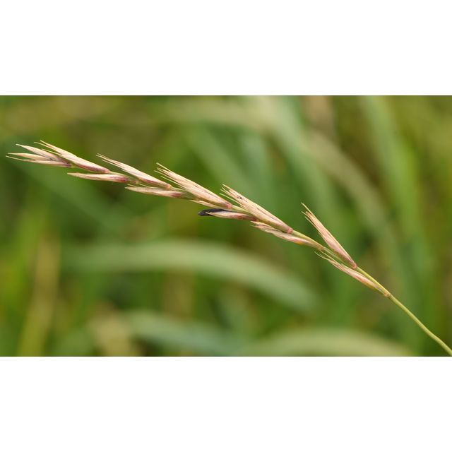 Psathyrostachys juncea