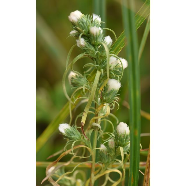 Symphyotrichum ciliatum