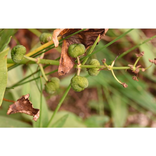Sagittaria cuneata