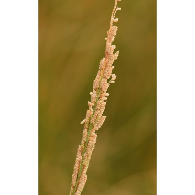 Beckmannia syzigachne