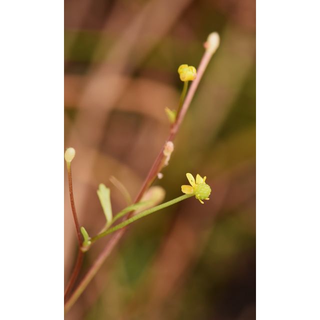 Ranunculus sceleratus