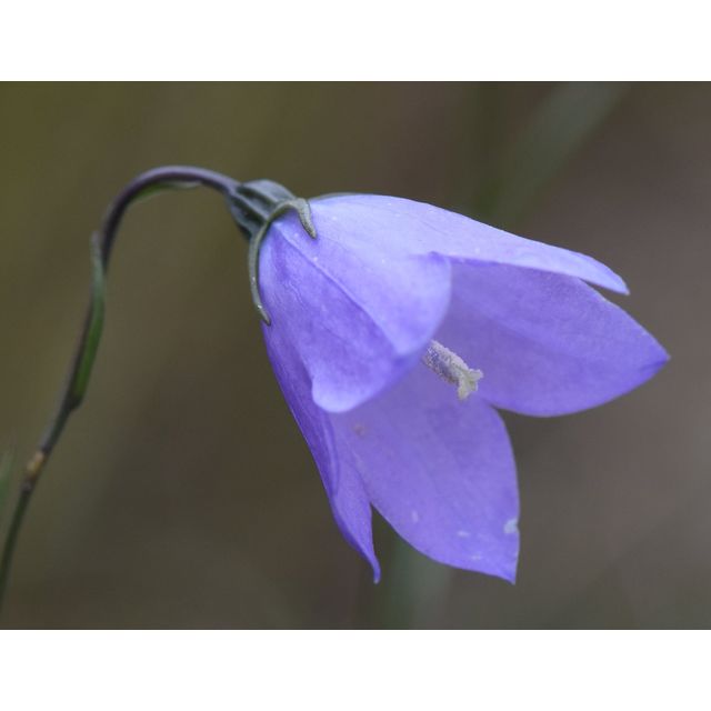 Campanula rotundifolia