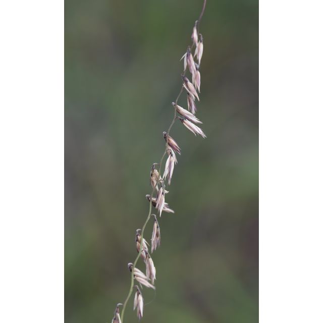 Bouteloua curtipendula