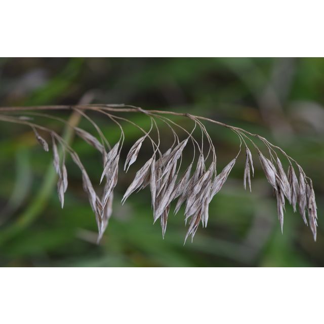 Bromus inermis