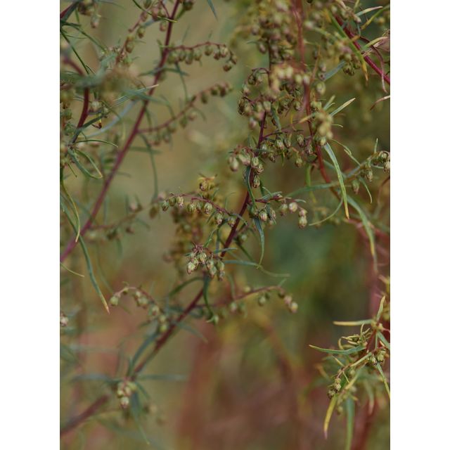 Artemisia campestris