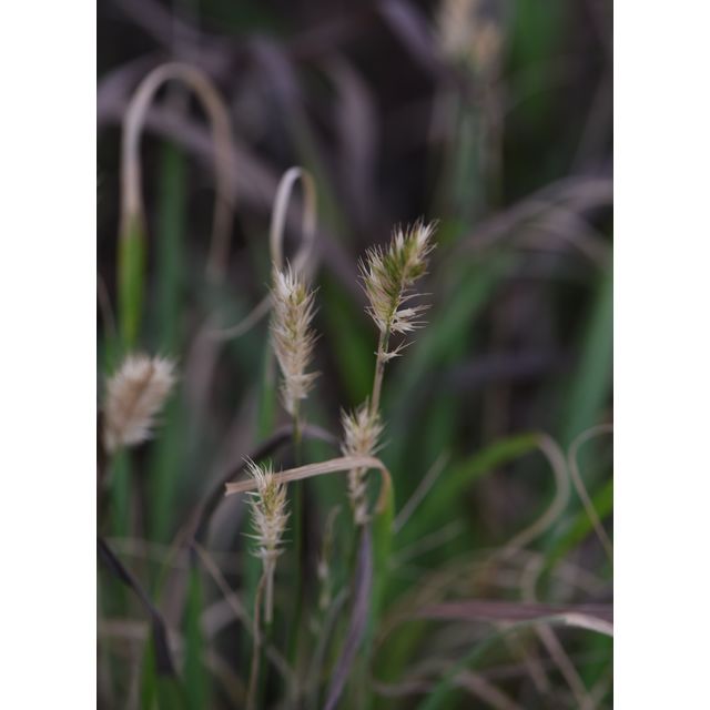 Agropyron cristatum
