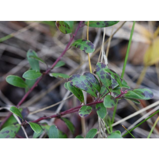 Arctostaphylos uva-ursi