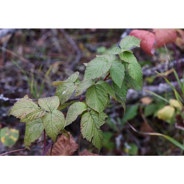 Rubus idaeus