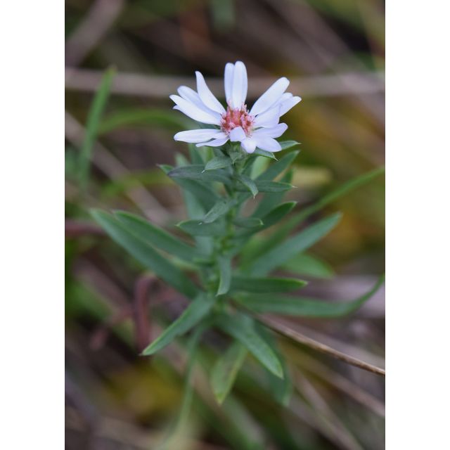Symphyotrichum falcatum