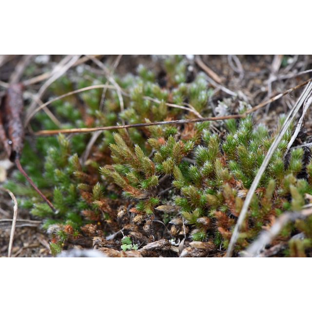 Selaginella rupestris