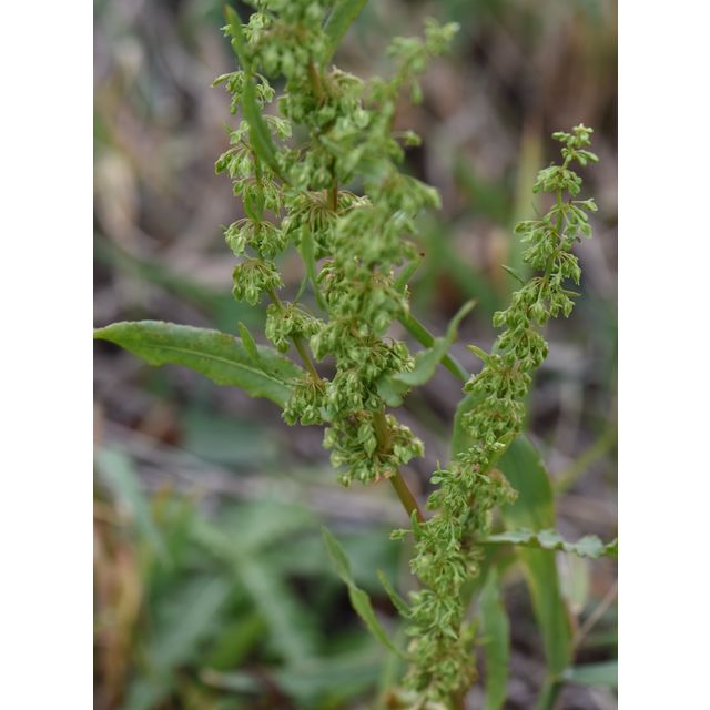 Rumex stenophyllus