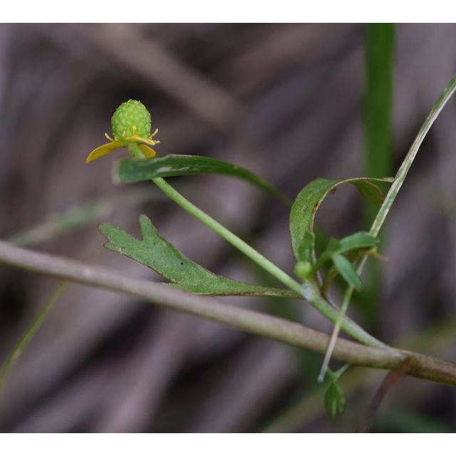 Ranunculus sceleratus