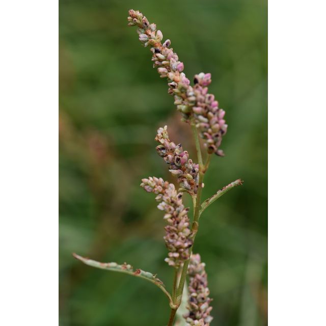 Polygonum lapathifolium