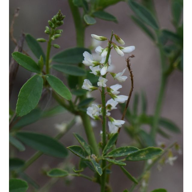 Melilotus officinalis