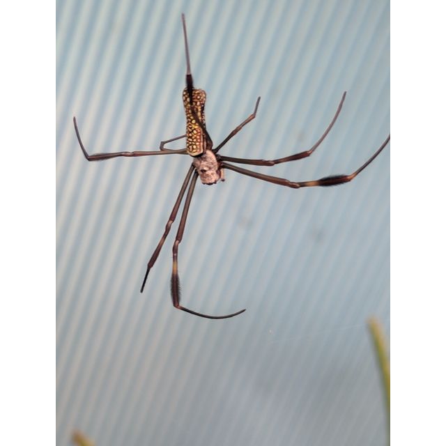 Nephila clavipes