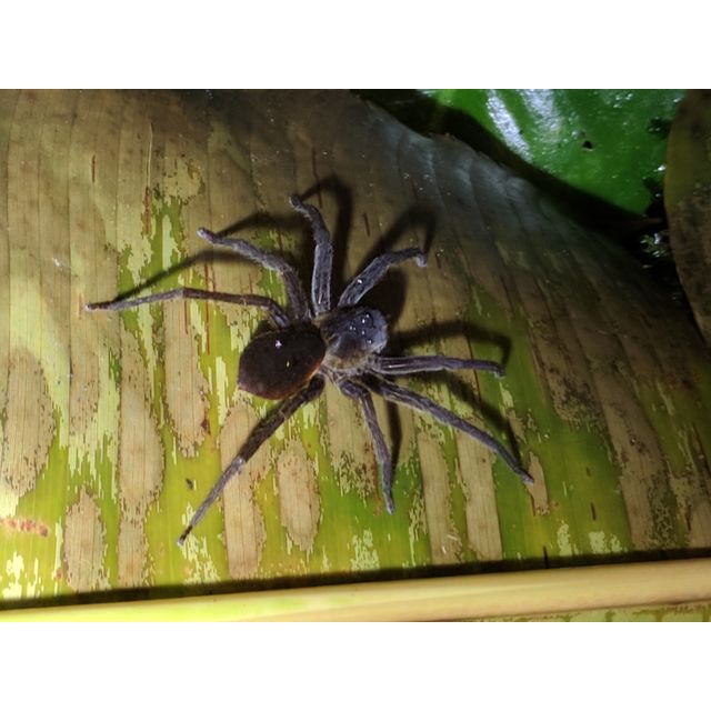 Saparassidae gen. sp.