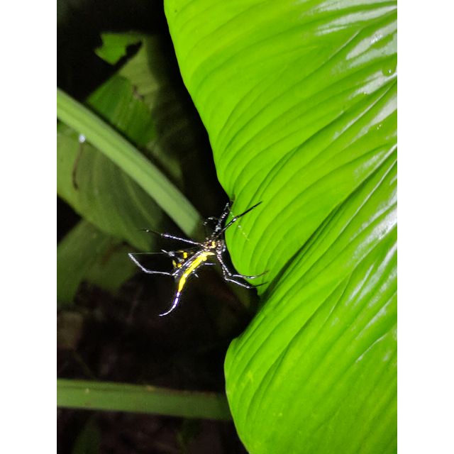 Micrathena sigittata