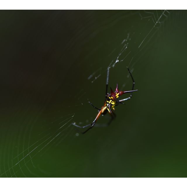 Micrathena sigittata