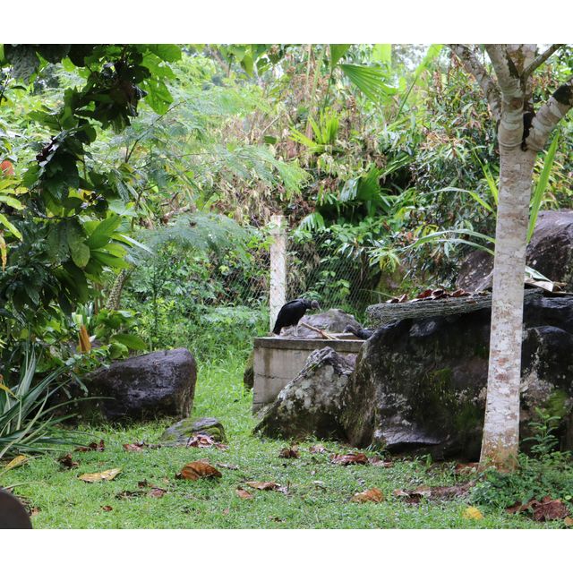 Coragyps atratus (Black vulture)