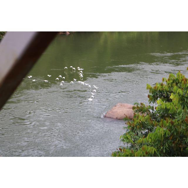 Ardea alba (Great egret)