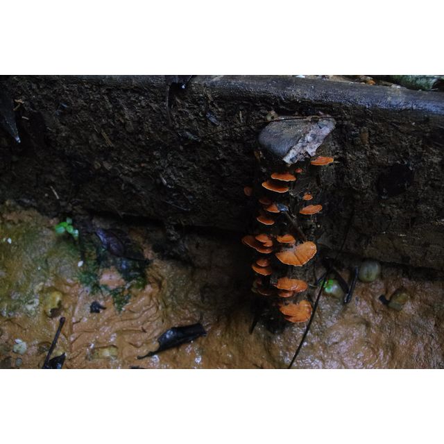 Pycnoporus sanguineus?