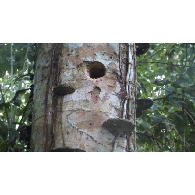 Ganoderma applanatum?
