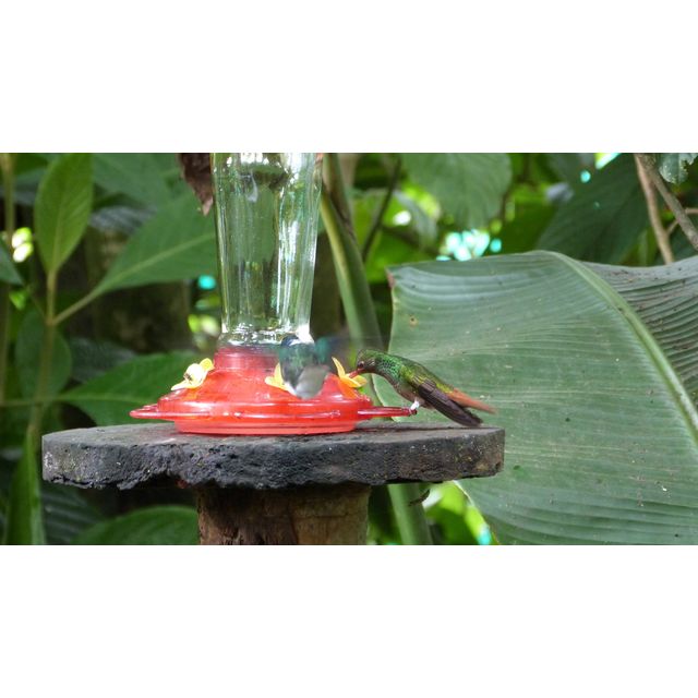 Amazilia tzacatl (Rufous tailed Hummingbird)