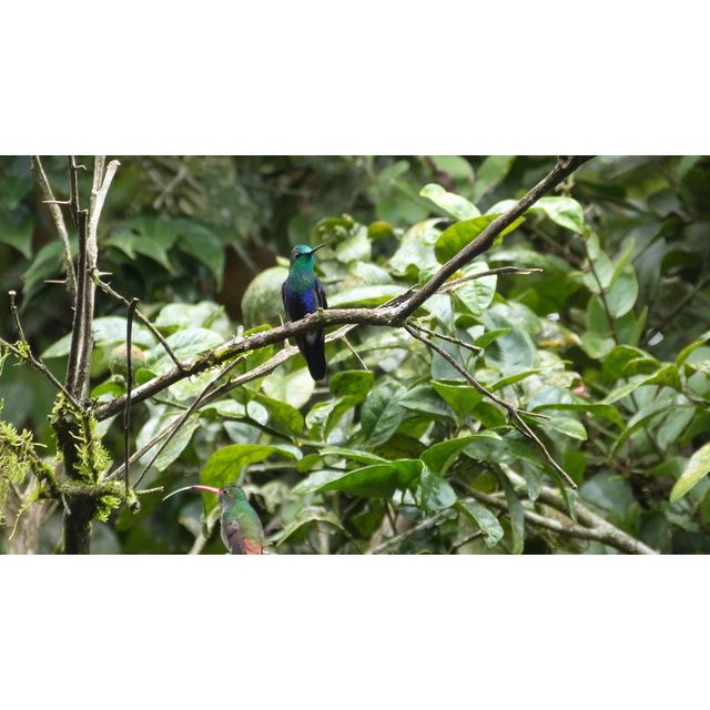 Heliodoxa jacula (Green-crowned brilliant)