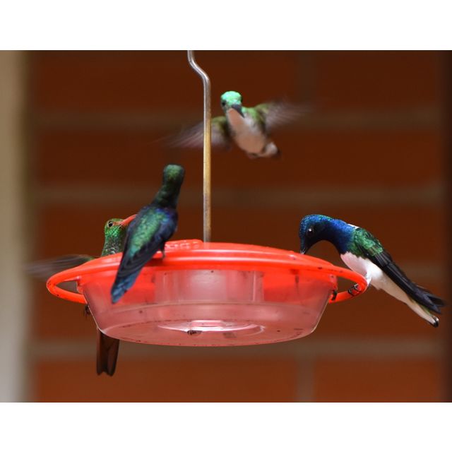 Colibri coruscans (Sparkling violetear)