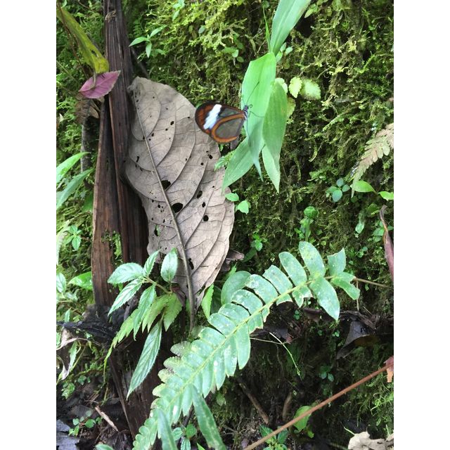 Greta morgane Greta morgane