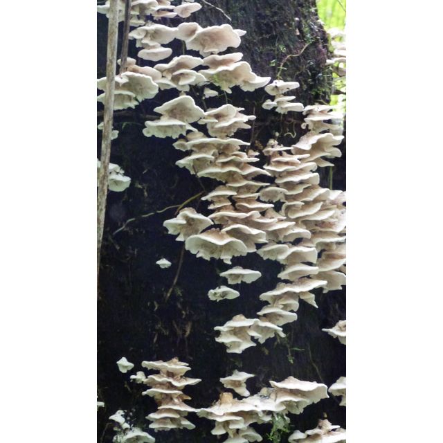 Schizophyllum commune?