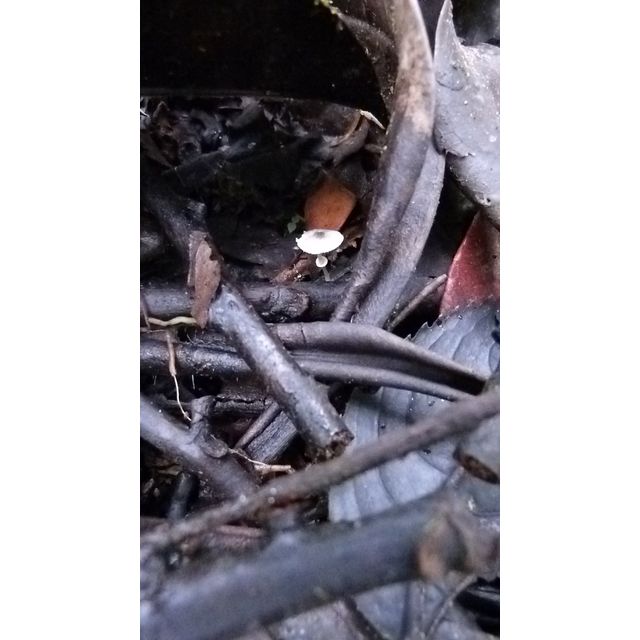 Macrolepiota colombiana?