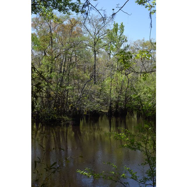 Ochlockonee River