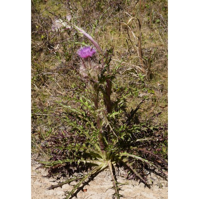 Cirsium horridulum